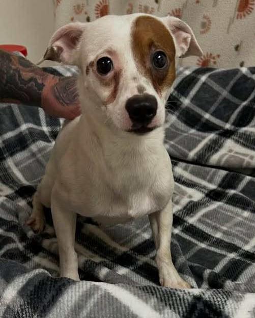 Enlarge Peanut, a ADOPTABLE mixed breed in Homer Glen, IL image 2/2