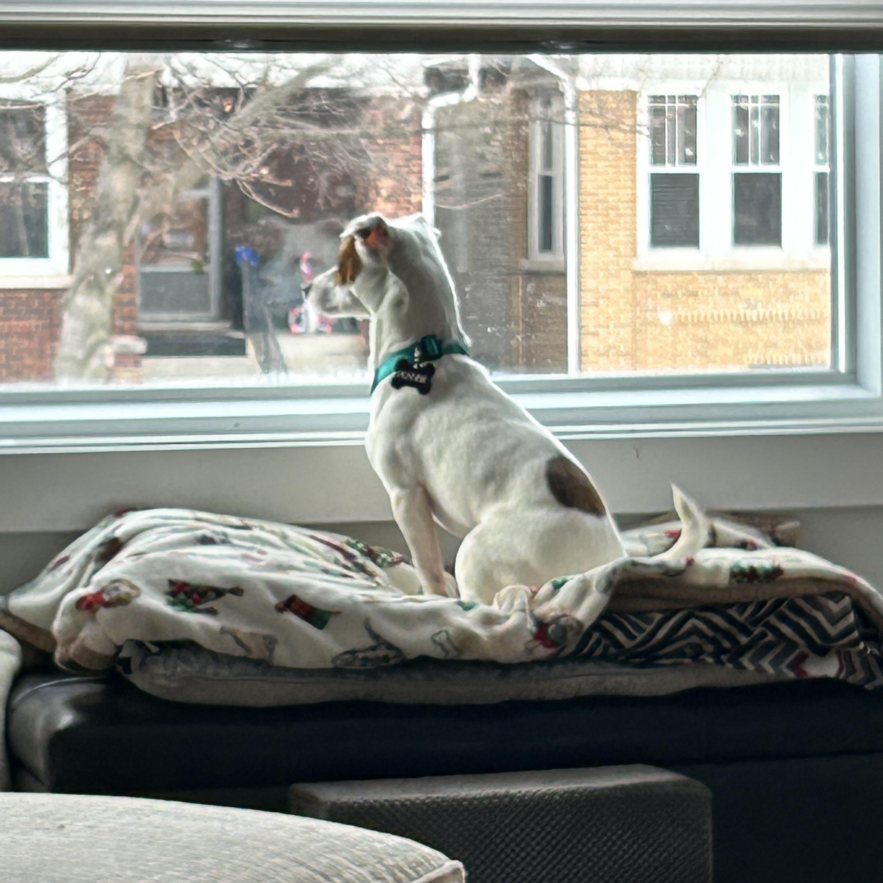 Enlarge Peanut, a ADOPTABLE mixed breed in Homer Glen, IL image 4/6