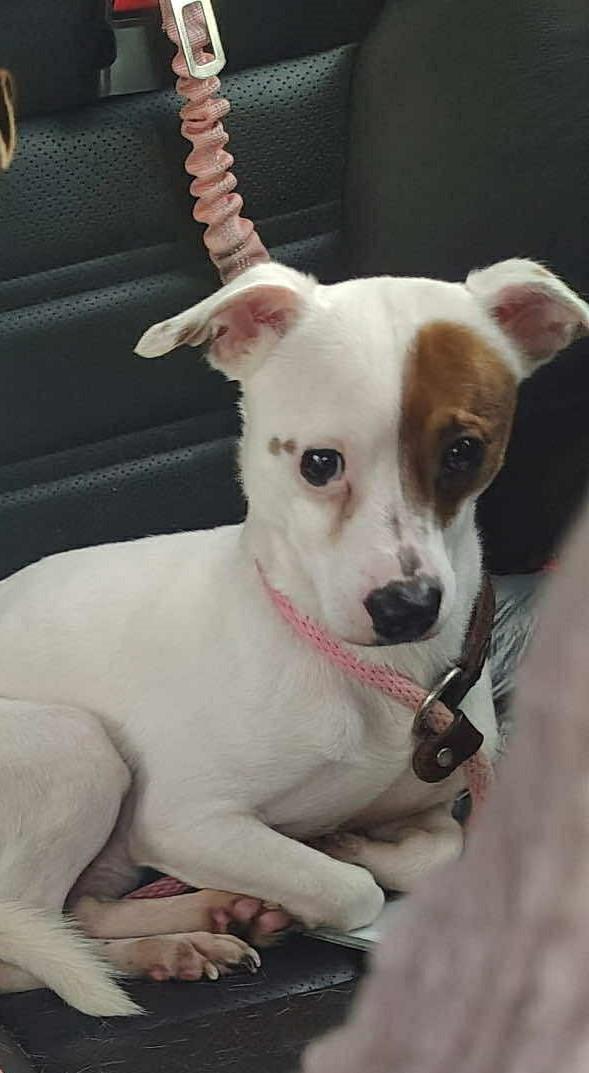 Peanut, ADOPTABLE, Adult Male Chihuahua.