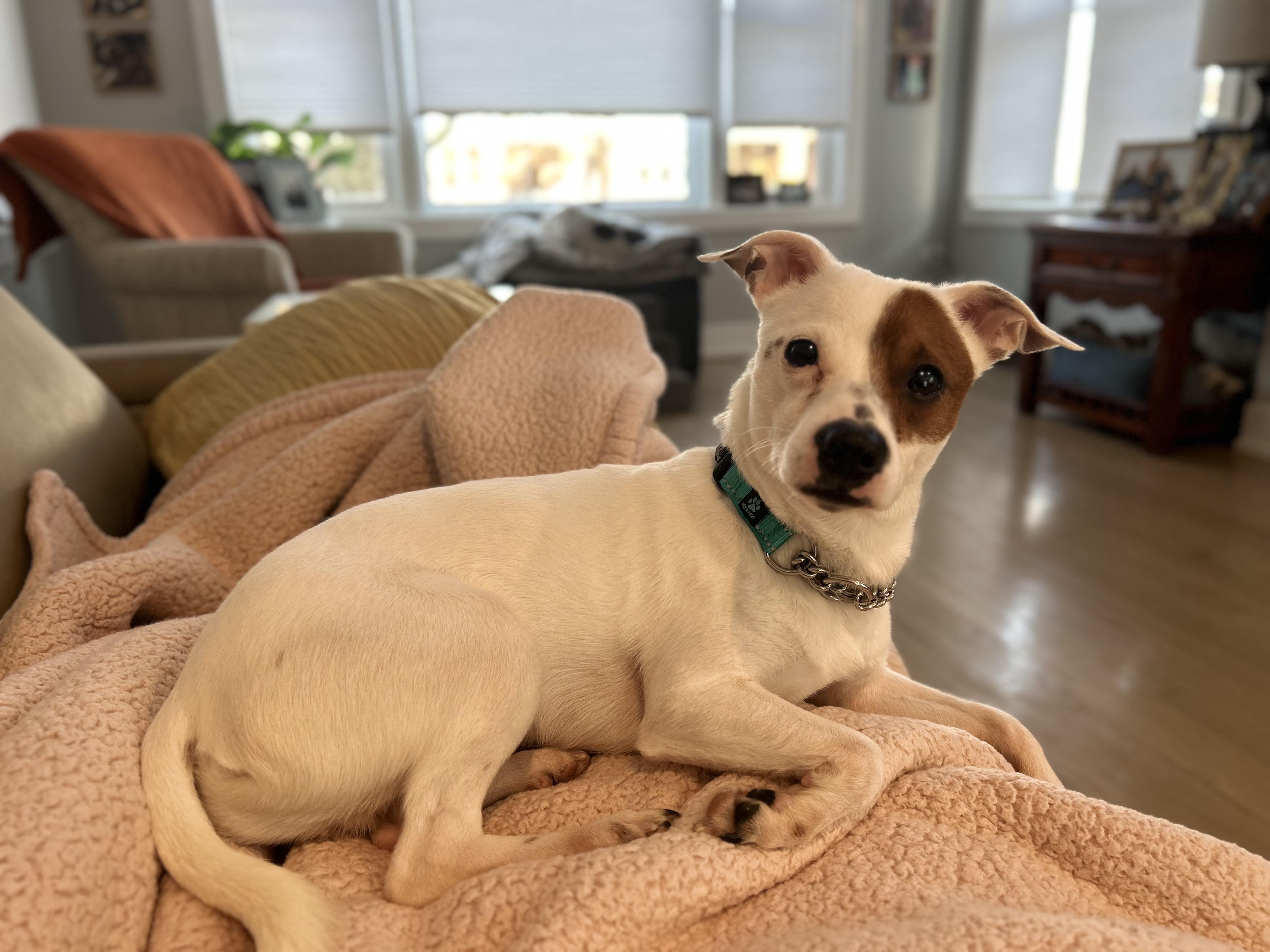 Enlarge Peanut, a ADOPTABLE mixed breed in Homer Glen, IL image 5/6