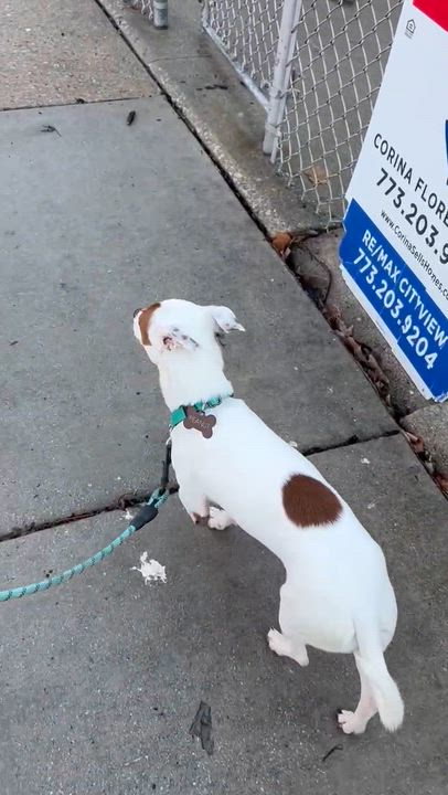 Enlarge Peanut, a ADOPTABLE mixed breed in Homer Glen, IL video 3/6