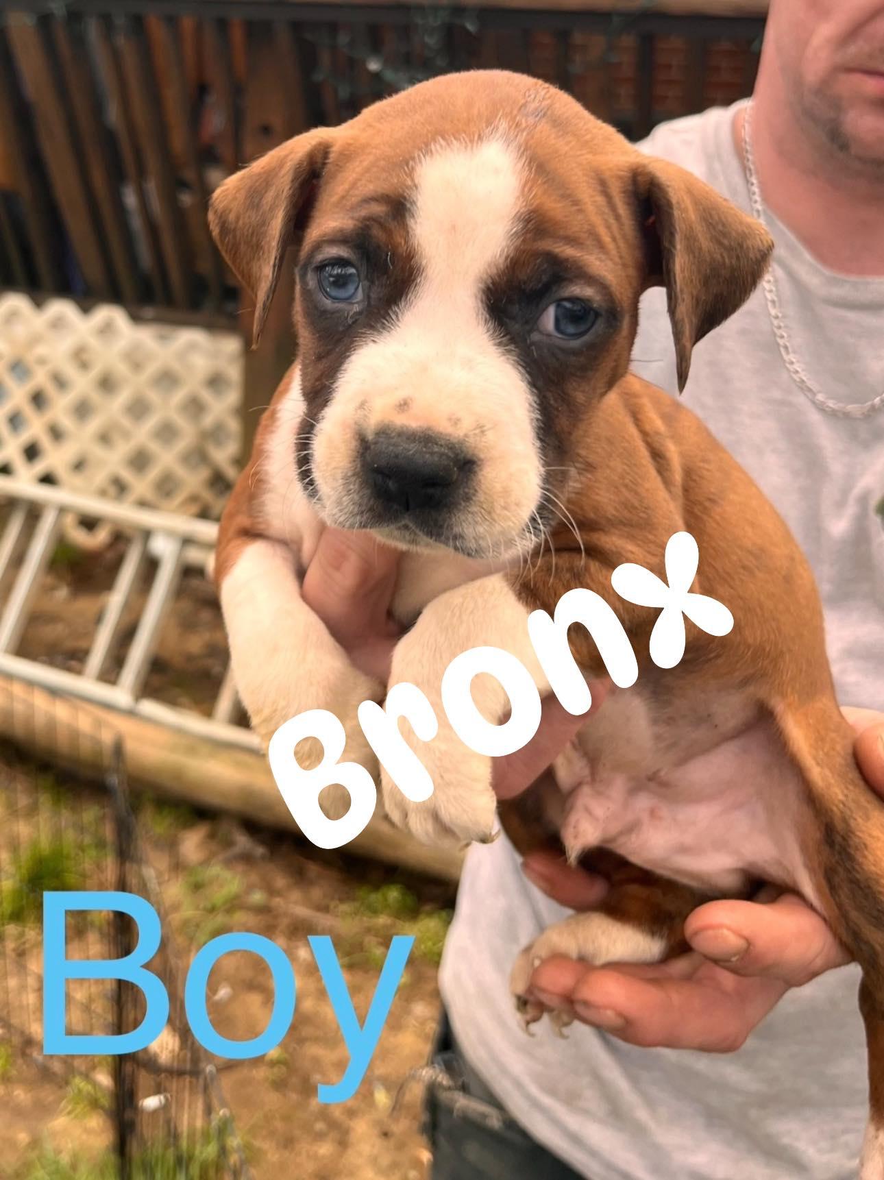 Enlarge Bronx, a ADOPTABLE Mixed Breed in Fairfield, NJ image 1/1