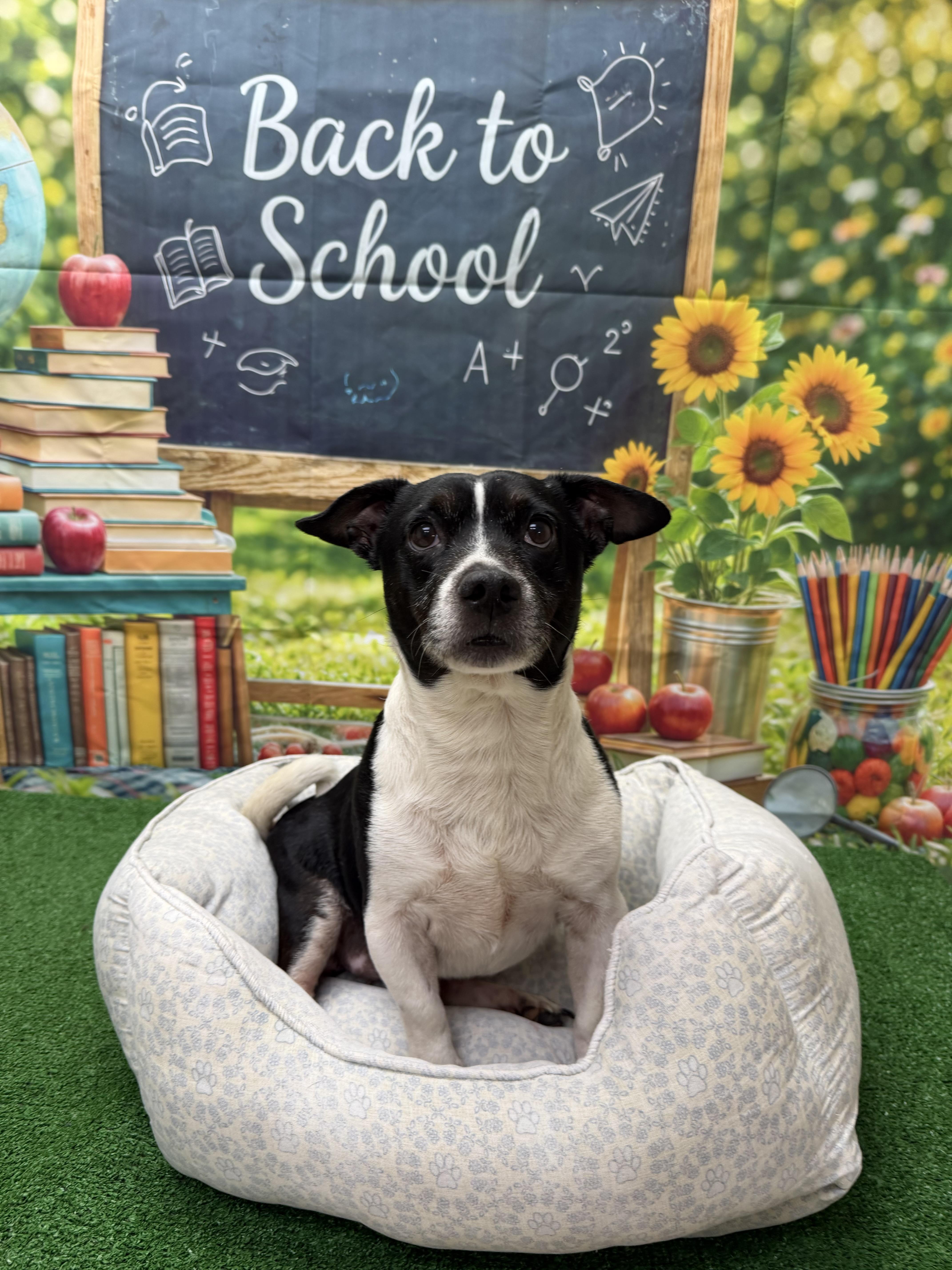 Tim, ADOPTABLE, Senior Male Jack Russell Terrier & Mixed Breed.