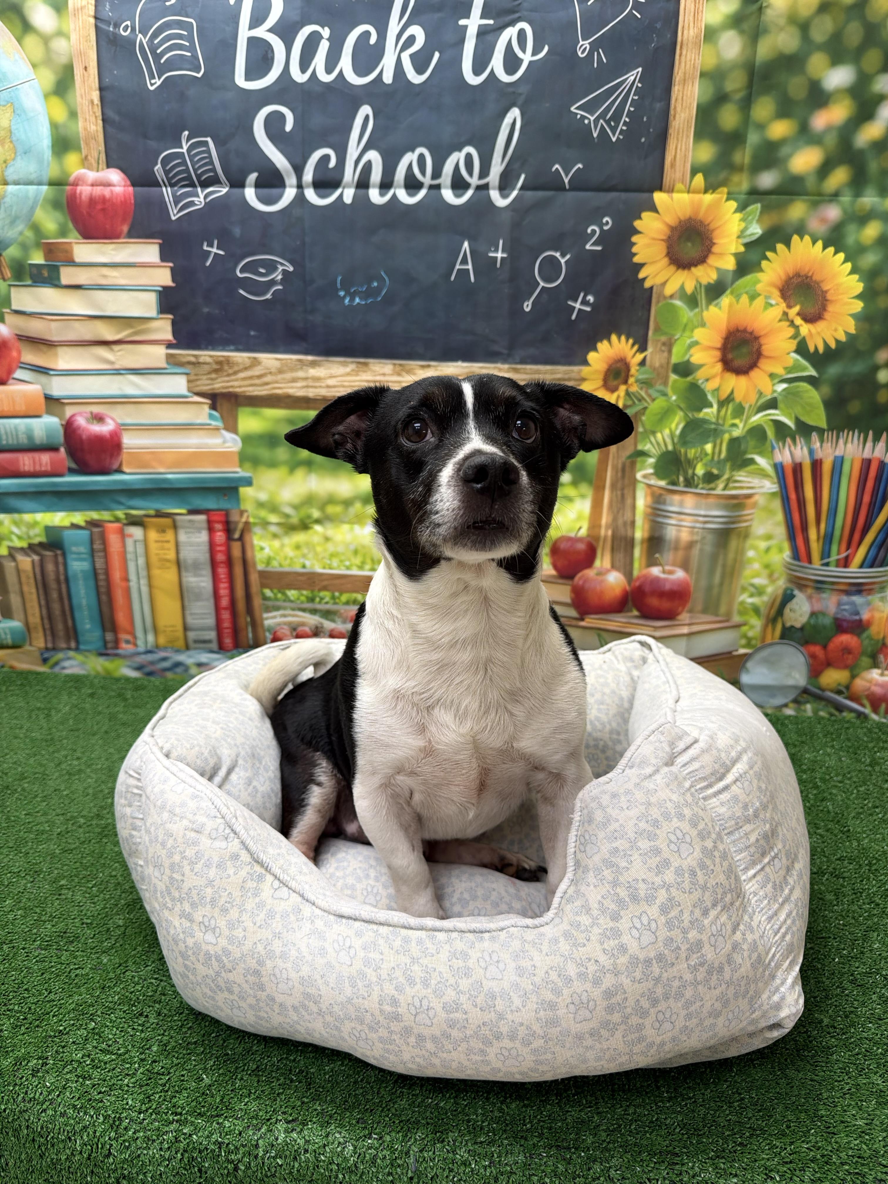 Enlarge Tim, a ADOPTABLE mixed breed in Statesboro, GA image 3/3