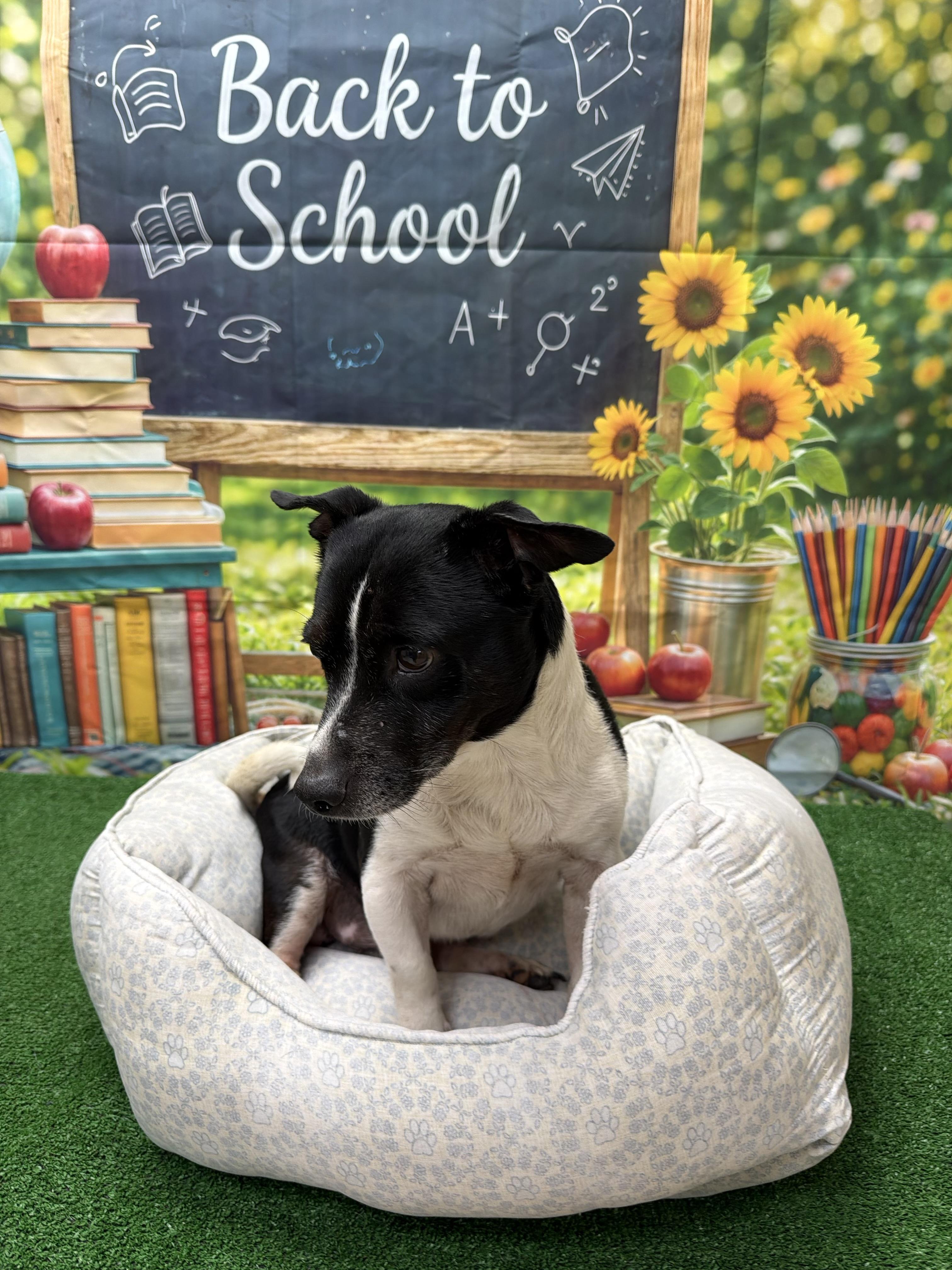 Enlarge Tim, a ADOPTABLE mixed breed in Statesboro, GA image 2/3
