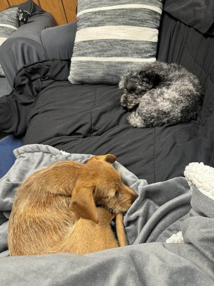 Enlarge Caleb, a Adoptable mixed breed in Amherst, NY image 1/6