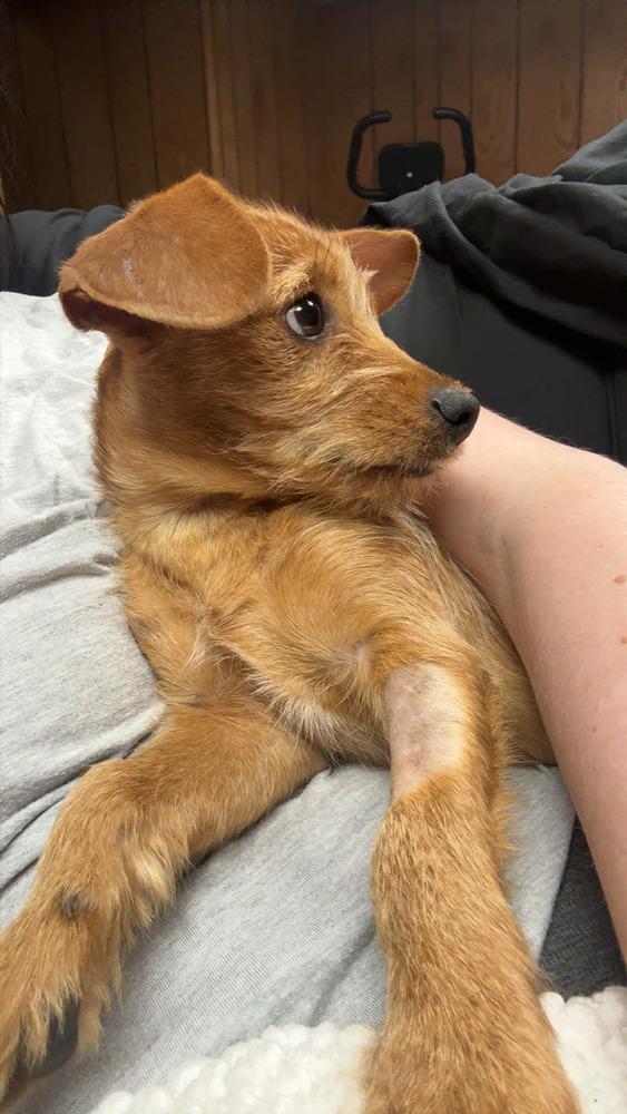 Enlarge Caleb, a Adoptable mixed breed in Amherst, NY image 2/6