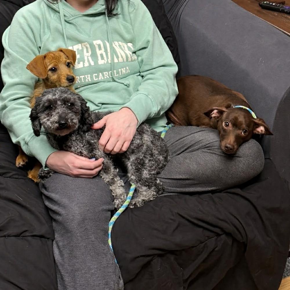 Enlarge Caleb, a Adoptable mixed breed in Amherst, NY image 3/6