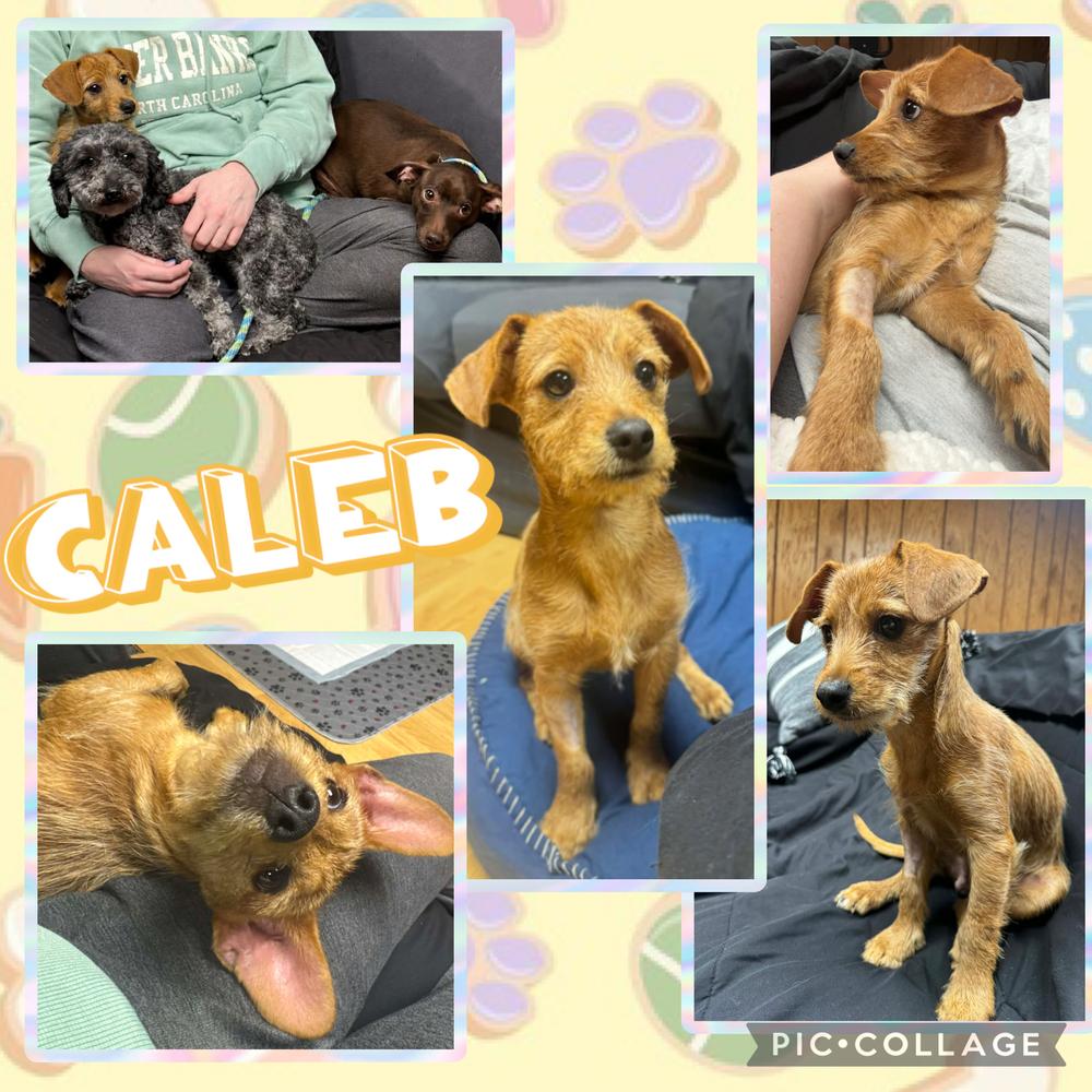 Enlarge Caleb, a Adoptable mixed breed in Amherst, NY image 4/6