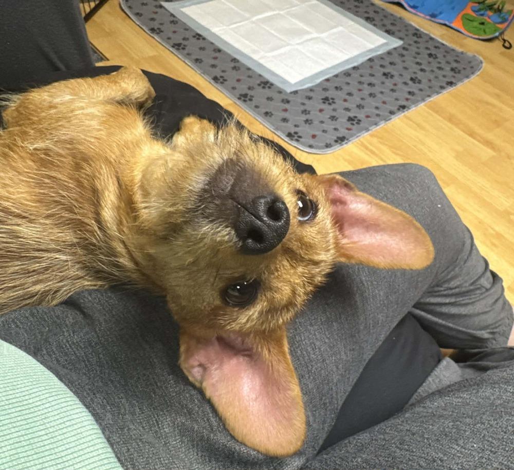 Enlarge Caleb, a Adoptable mixed breed in Amherst, NY image 5/6