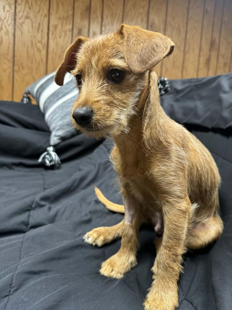 Enlarge Caleb, a Adoptable mixed breed in Amherst, NY image 6/6