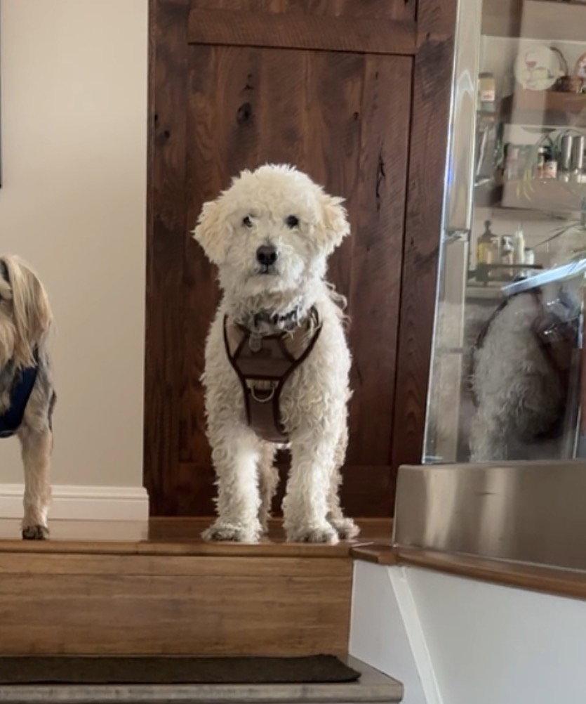 Frankie Frank, Adoptable, Adult Male Poodle.