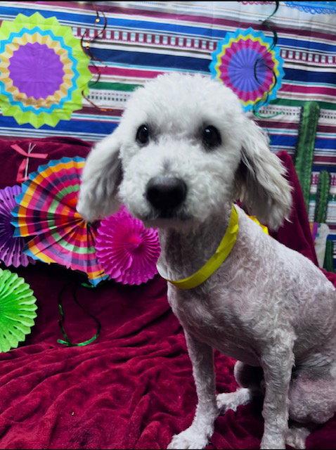 Frankie Frank, a Adoptable Poodle in Midway, UT image 3/3