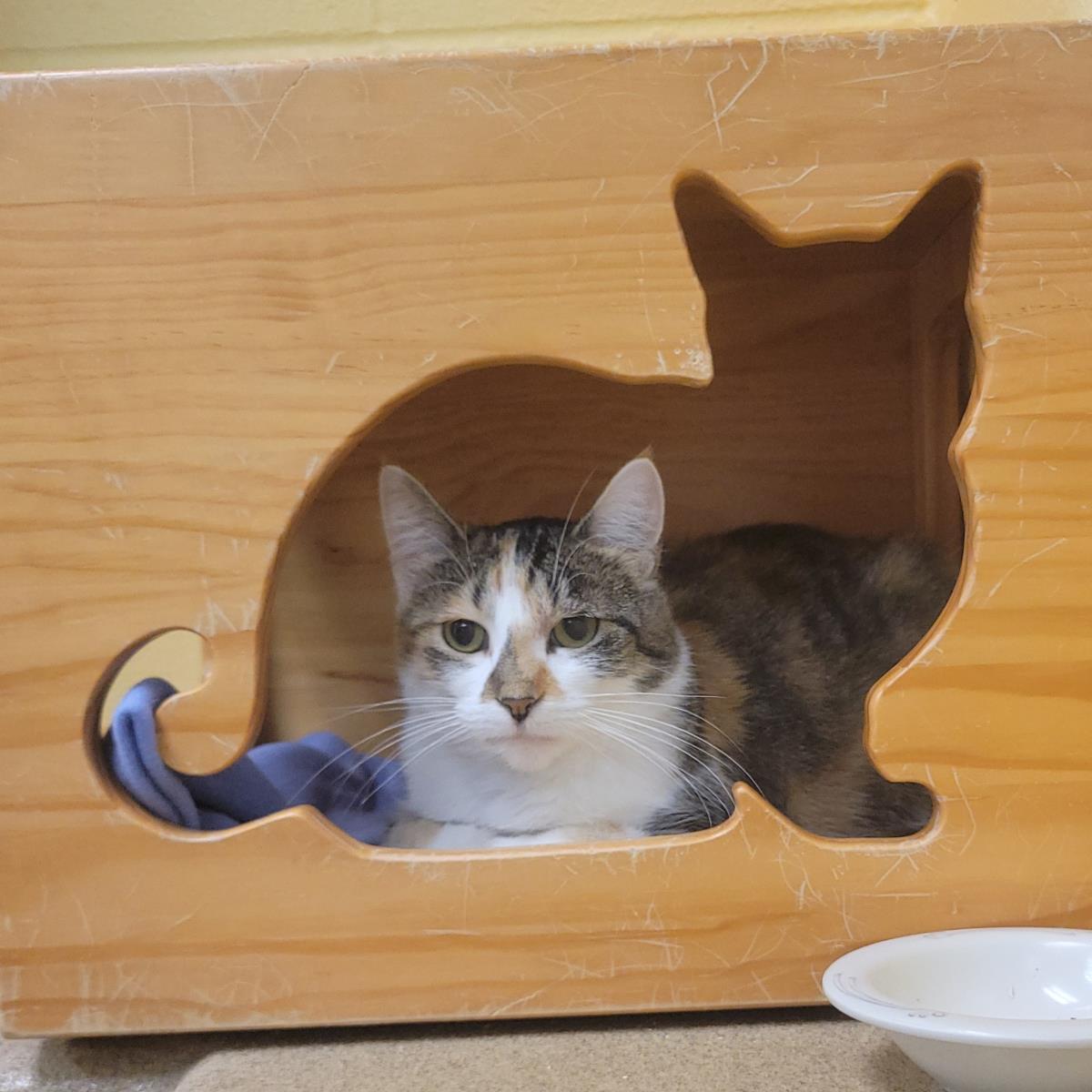 Starfire, Adoptable, Adult Female Domestic Short Hair.