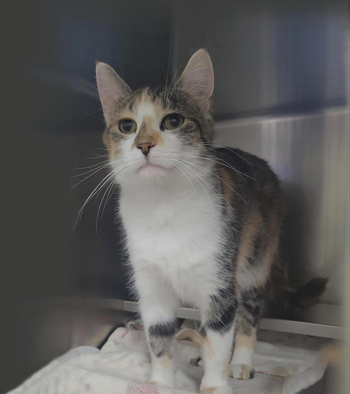 Starfire, a Adoptable Domestic Short Hair in Plover, WI image 2/2