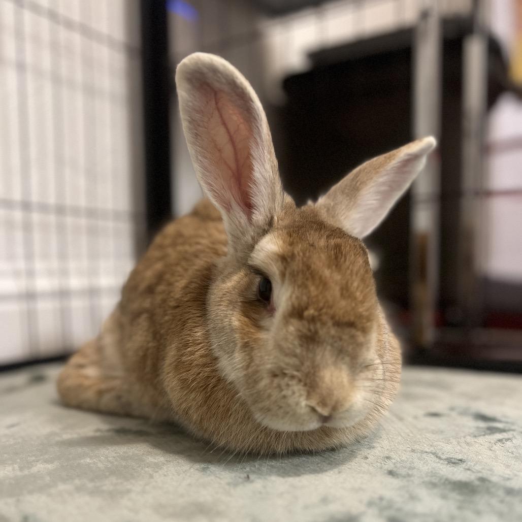 Enlarge Gretel, a Adoptable Palomino in Miami, FL image 2/6
