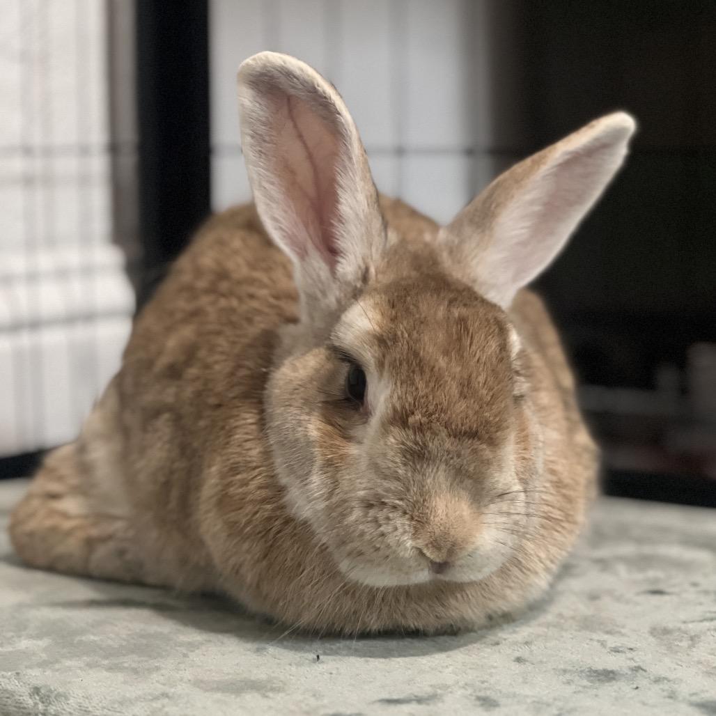 Enlarge Gretel, a Adoptable Palomino in Miami, FL image 3/6