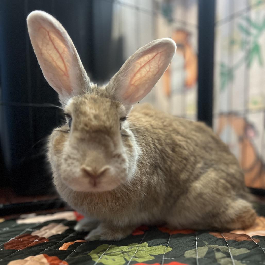 Enlarge Gretel, a Adoptable Palomino in Miami, FL image 5/6