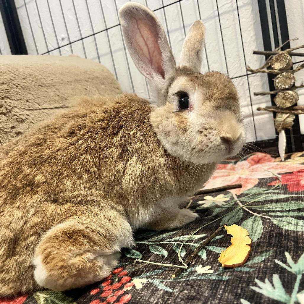 Enlarge Gretel, a Adoptable Palomino in Miami, FL image 6/6