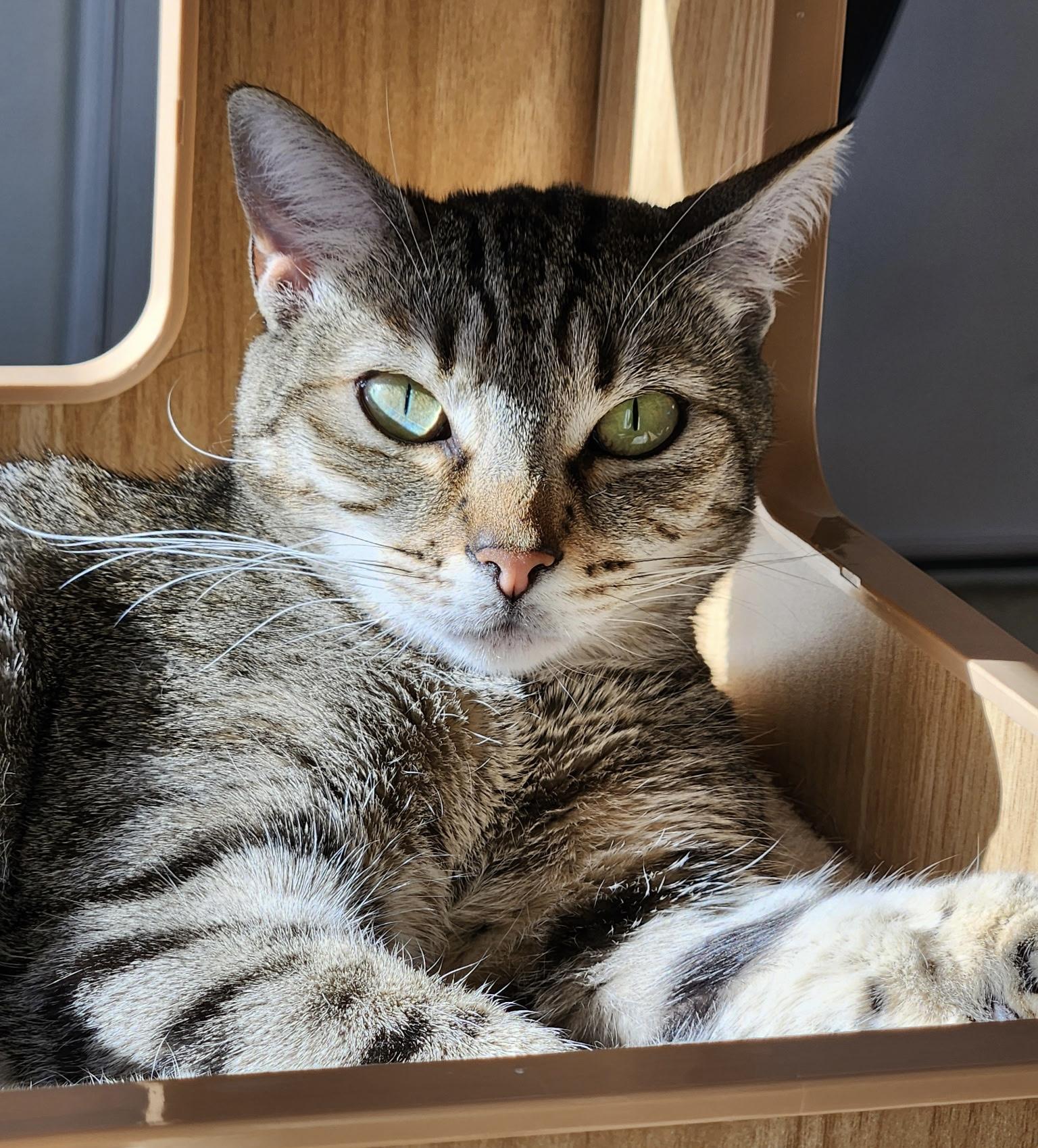 Enlarge chatty Gracie, a ADOPTABLE mixed breed in Toluca Lake, CA image 3/4