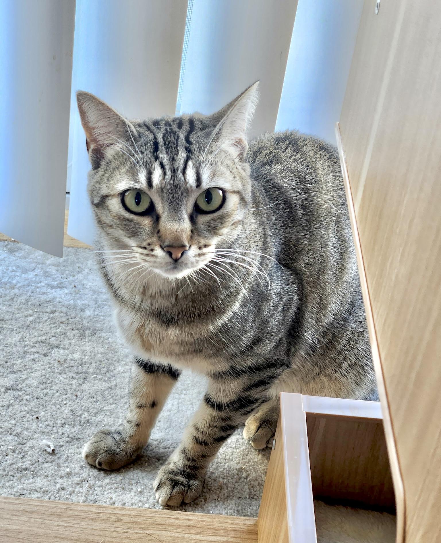 Enlarge chatty Gracie, a ADOPTABLE mixed breed in Toluca Lake, CA image 4/4