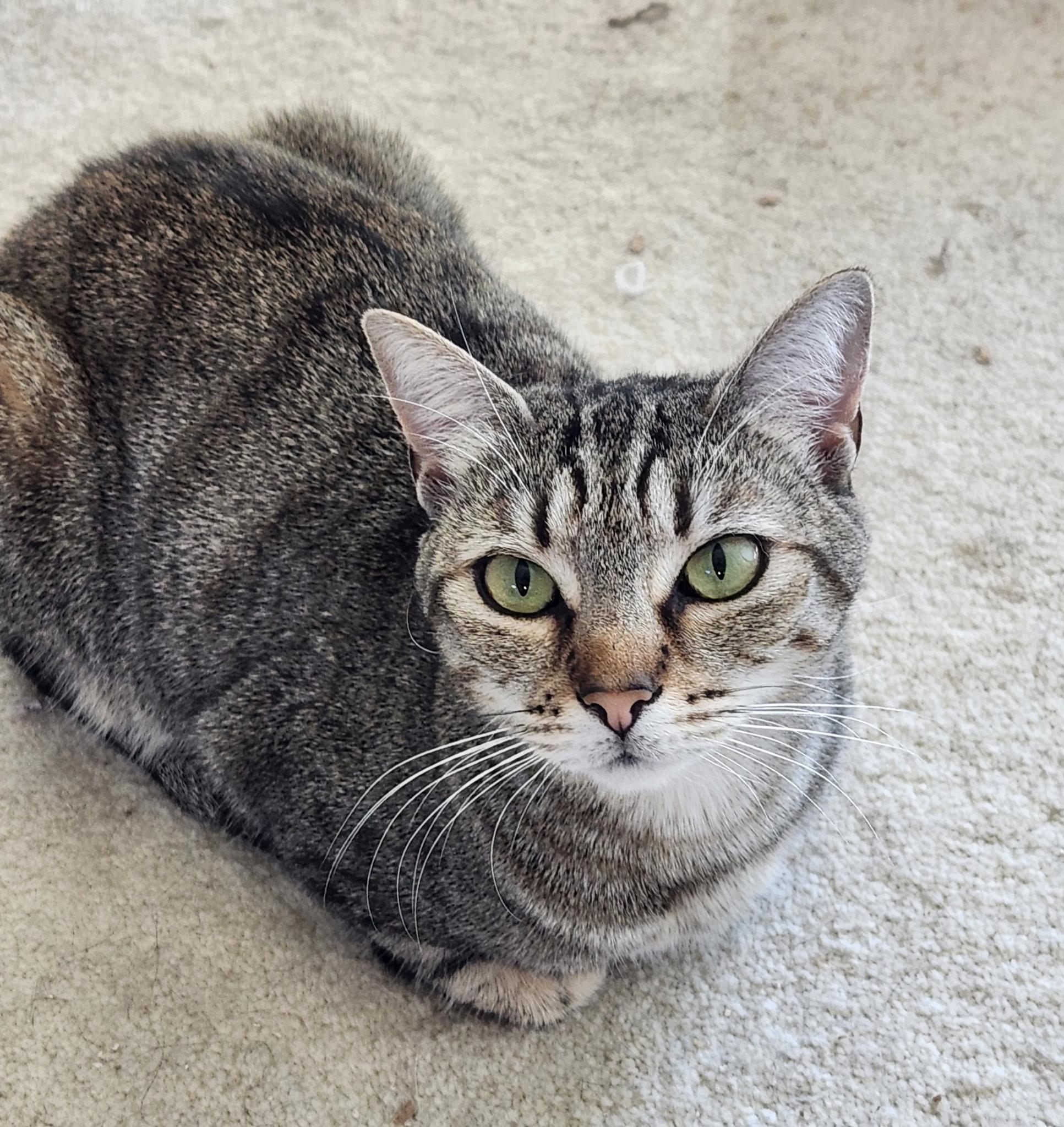 Enlarge chatty Gracie, a ADOPTABLE mixed breed in Toluca Lake, CA image 2/4