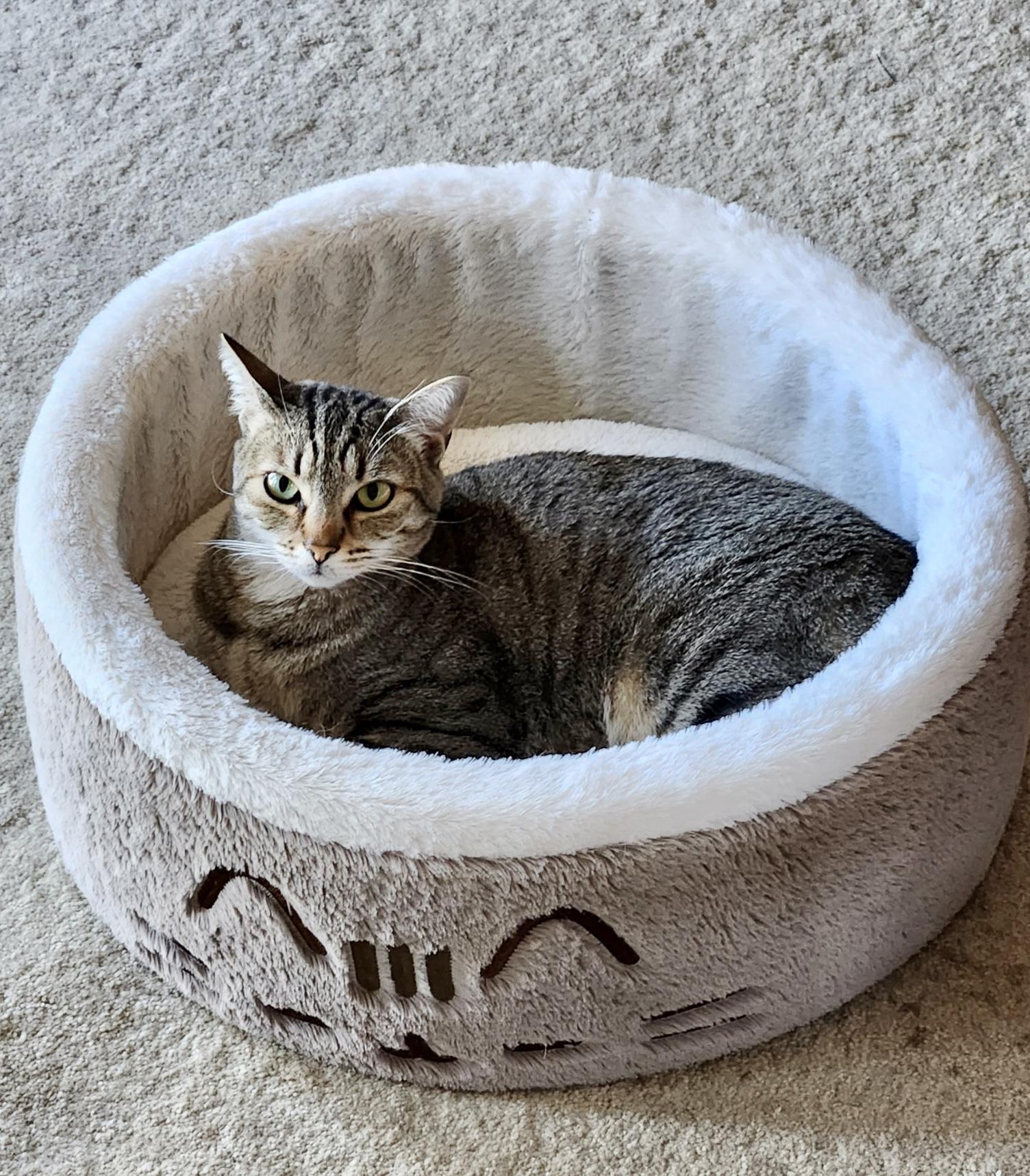 Enlarge chatty Gracie, a ADOPTABLE mixed breed in Toluca Lake, CA image 1/4