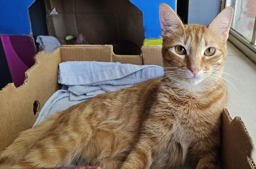 Enlarge Sweet Young Cats Tang & Jules - Pretty Tangerine and Handsome Julius, a ADOPTABLE mixed breed in Metairie, LA image 4/6