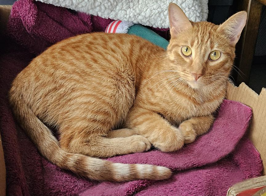 Enlarge Sweet Young Cats Tang & Jules - Pretty Tangerine and Handsome Julius, a ADOPTABLE mixed breed in Metairie, LA image 5/6