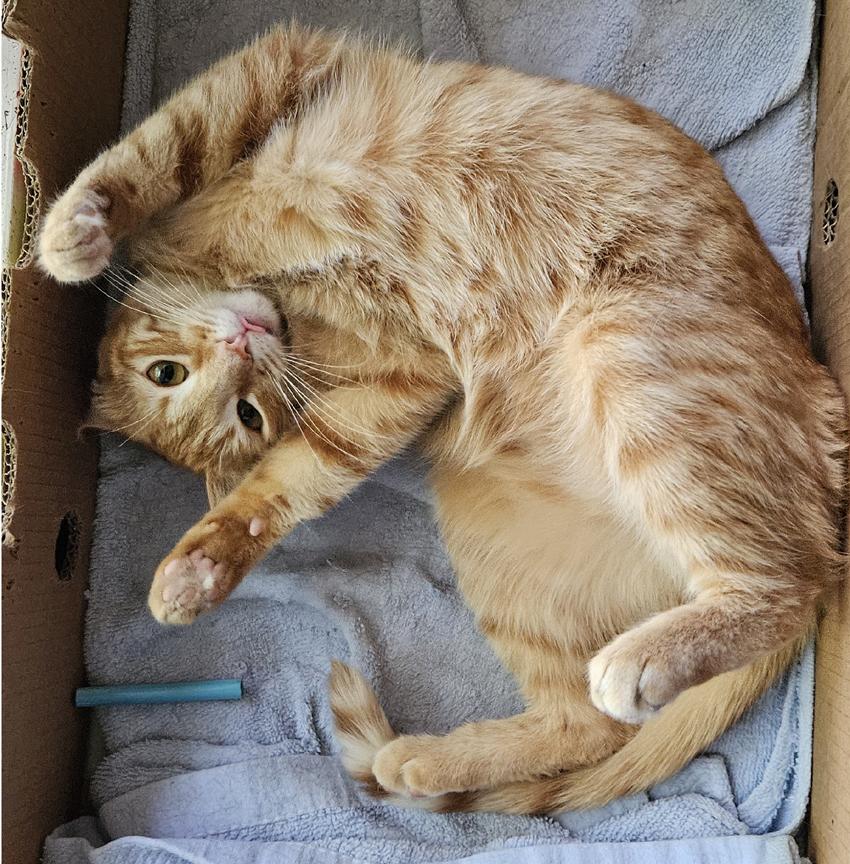 Enlarge Sweet Young Cats Tang & Jules - Pretty Tangerine and Handsome Julius, a ADOPTABLE mixed breed in Metairie, LA image 3/6