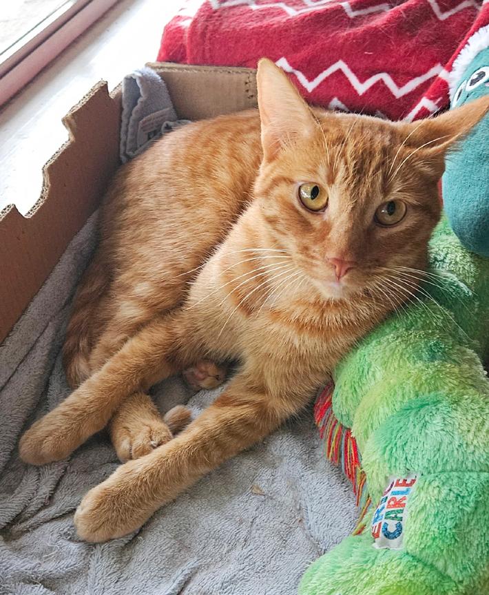 Enlarge Sweet Young Cats Tang & Jules - Pretty Tangerine and Handsome Julius, a ADOPTABLE mixed breed in Metairie, LA image 6/6