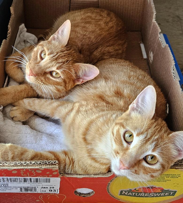 Sweet Young Cats Tang & Jules - Pretty Tangerine and Handsome Julius, ADOPTABLE, Young Female Tabby & Tiger.