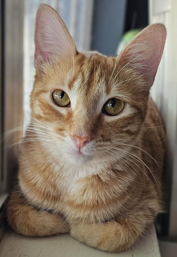 Enlarge Sweet Young Cats Tang & Jules - Pretty Tangerine and Handsome Julius, a ADOPTABLE mixed breed in Metairie, LA image 2/6