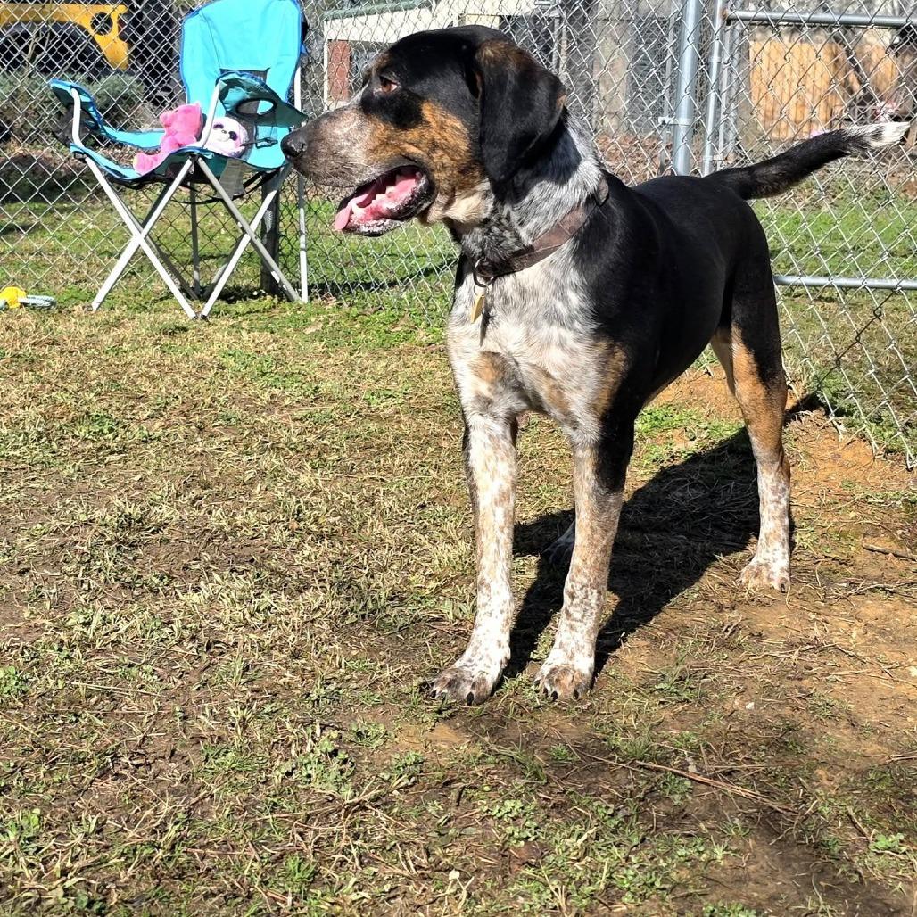 Groom(Blue) (SPONSORED), Adoptable, Adult Male Mixed Breed.