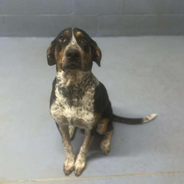 Enlarge Groom(Blue) (SPONSORED), a Adoptable Mixed Breed in Gadsden, AL image 1/3
