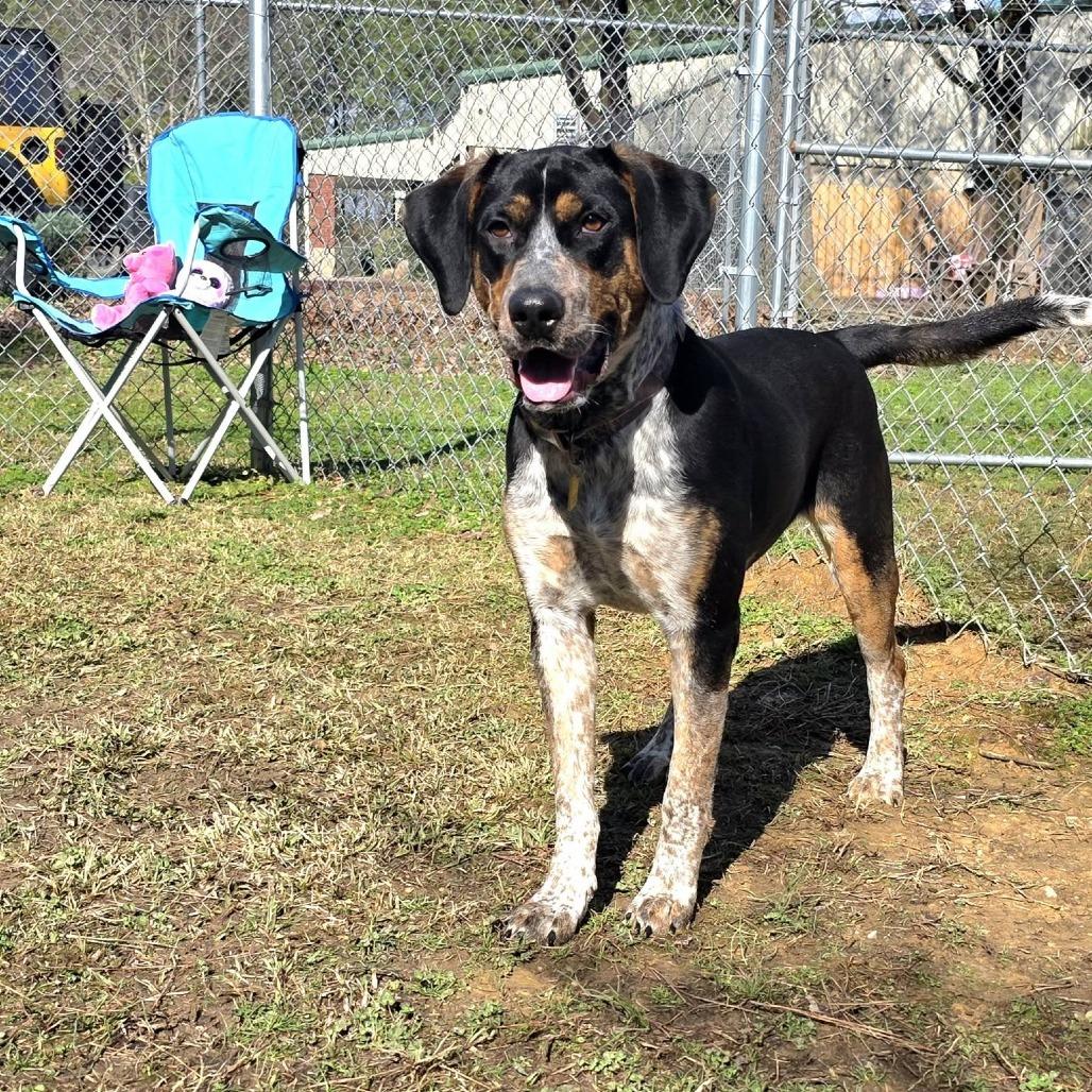 Enlarge Groom(Blue) (SPONSORED), a Adoptable Mixed Breed in Gadsden, AL image 2/6