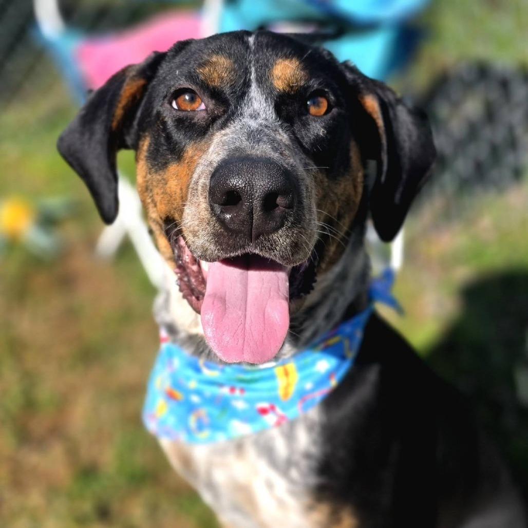 Enlarge Groom(Blue) (SPONSORED), a Adoptable Mixed Breed in Gadsden, AL image 4/6