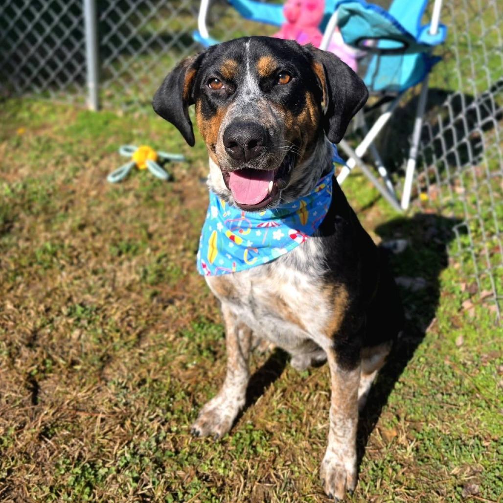 Enlarge Groom(Blue) (SPONSORED), a Adoptable Mixed Breed in Gadsden, AL image 6/6