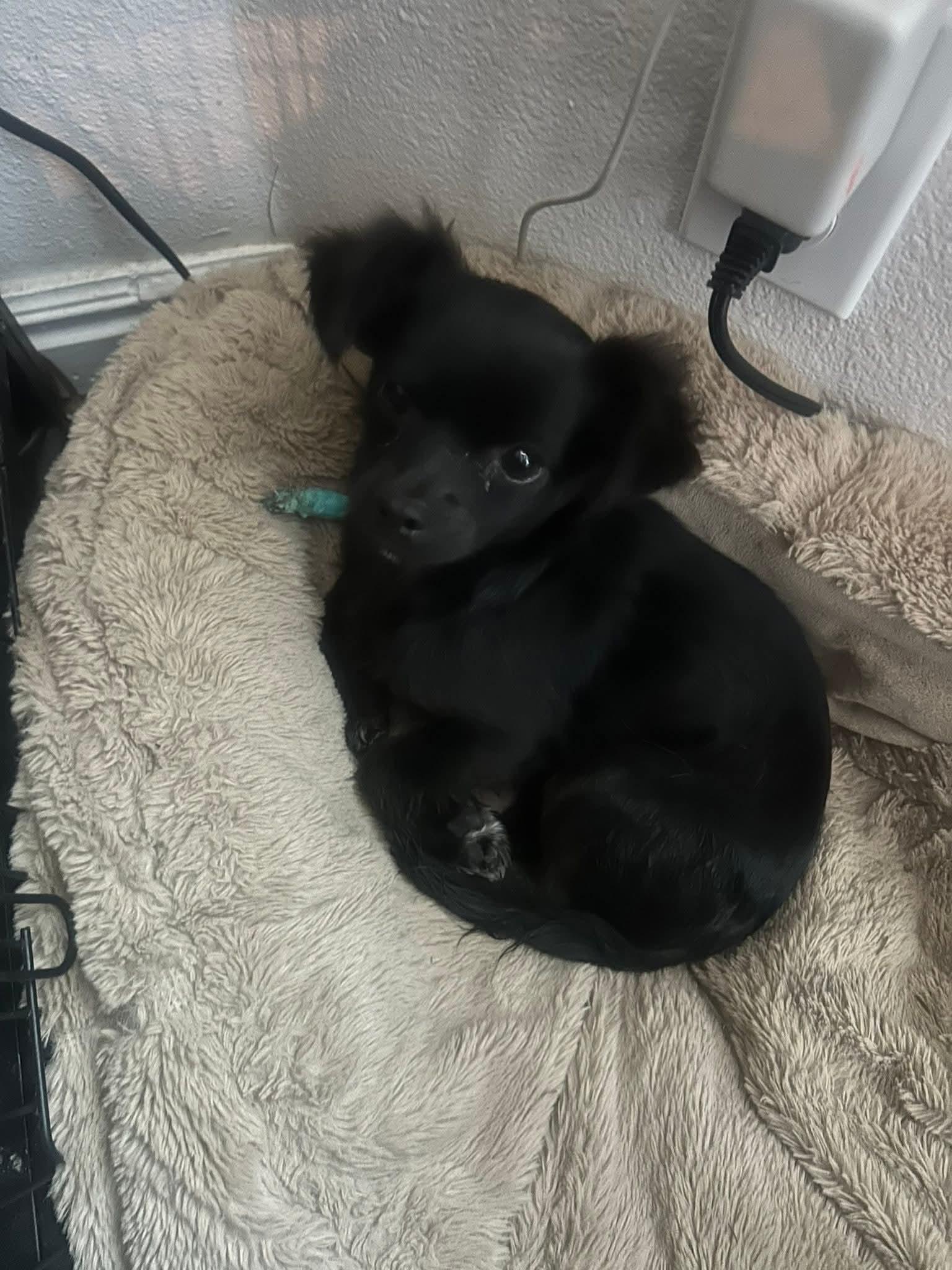 Enlarge Crock , an adopted mixed breed in Pocatello, ID image 2/2