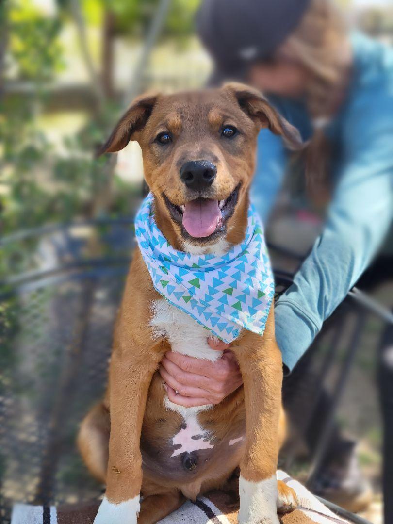Enlarge Hanzo, a ADOPTABLE mixed breed in Murrieta, CA image 6/6