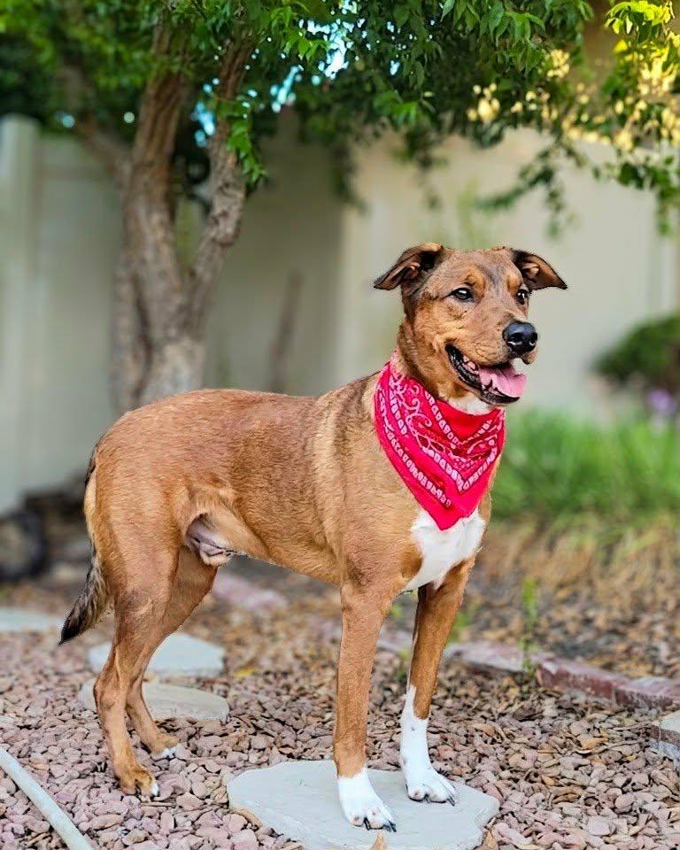Enlarge Hanzo, a ADOPTABLE mixed breed in Murrieta, CA image 4/6