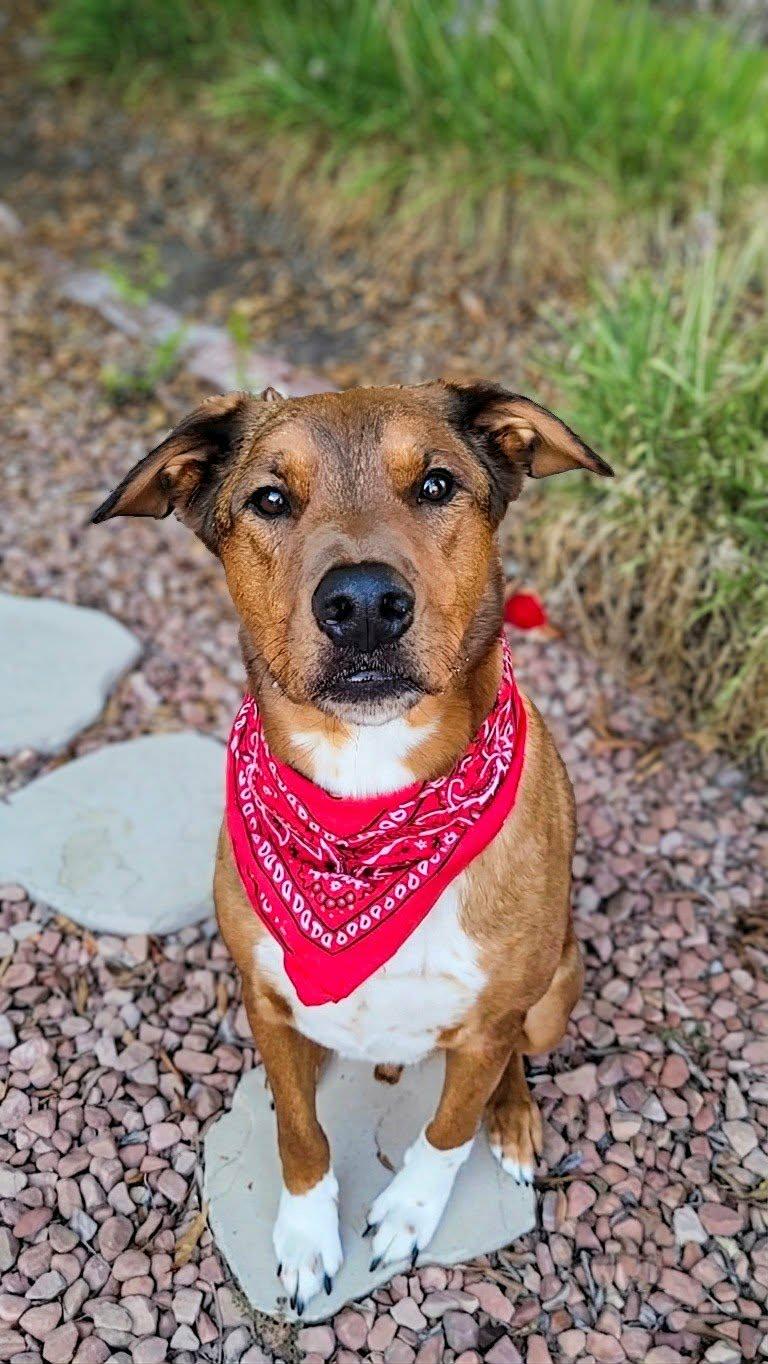 Enlarge Hanzo, a ADOPTABLE mixed breed in Murrieta, CA image 3/6
