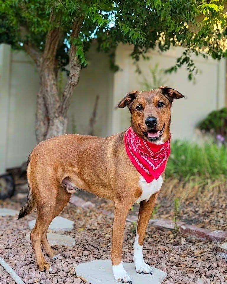 Enlarge Hanzo, a ADOPTABLE mixed breed in Murrieta, CA image 2/6