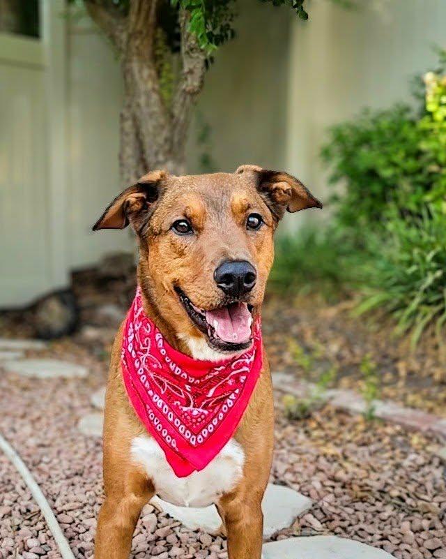 Enlarge Hanzo, a ADOPTABLE mixed breed in Murrieta, CA image 5/6