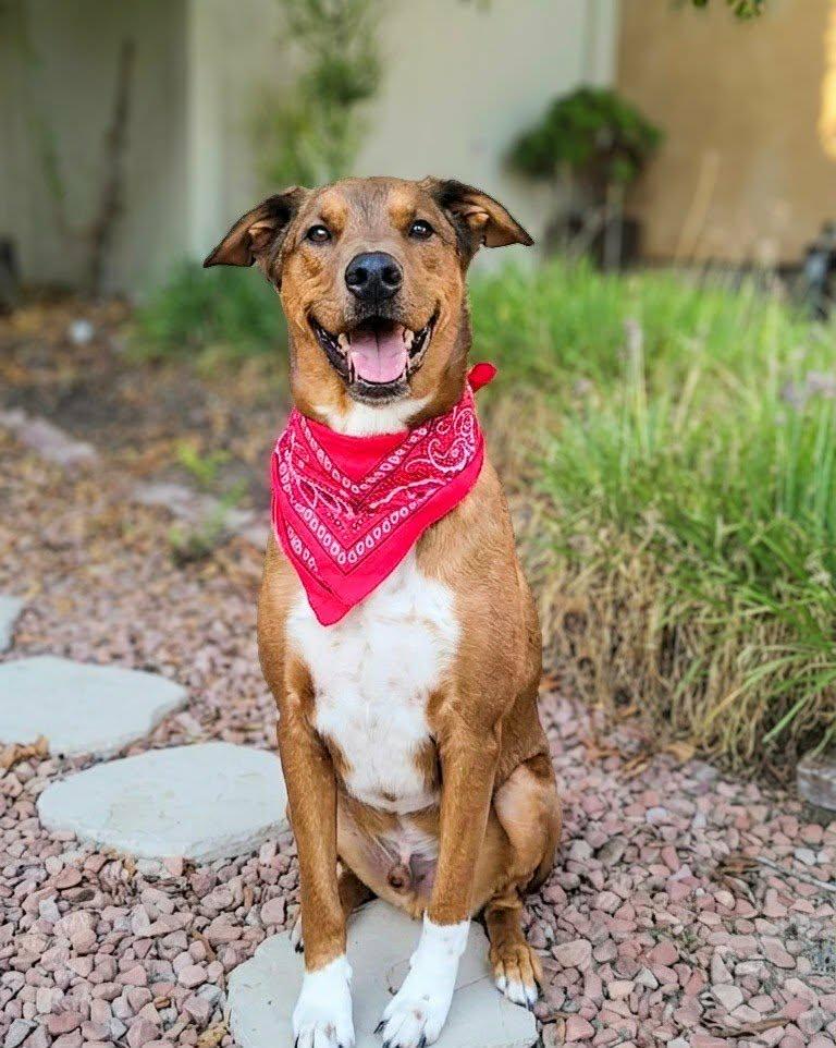 Enlarge Hanzo, a ADOPTABLE mixed breed in Murrieta, CA image 1/6