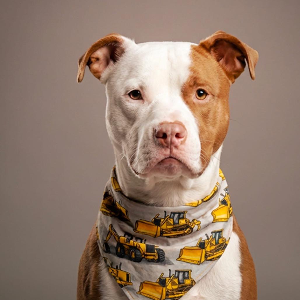 Dozer, Adoptable, Adult Male Pit Bull Terrier.