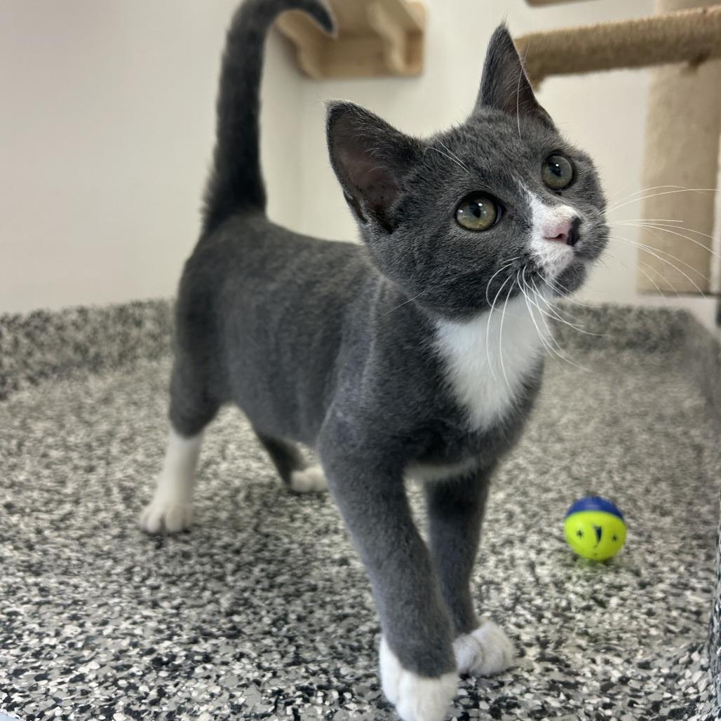 Ghost, Adoptable, Kitten Male Domestic Short Hair.