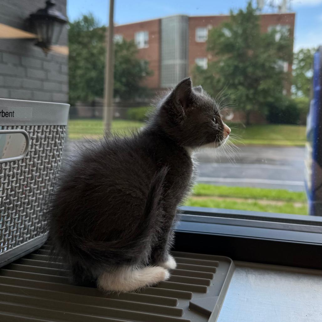 Ghost, a Adoptable Domestic Short Hair in St. Louis, MO image 1/4