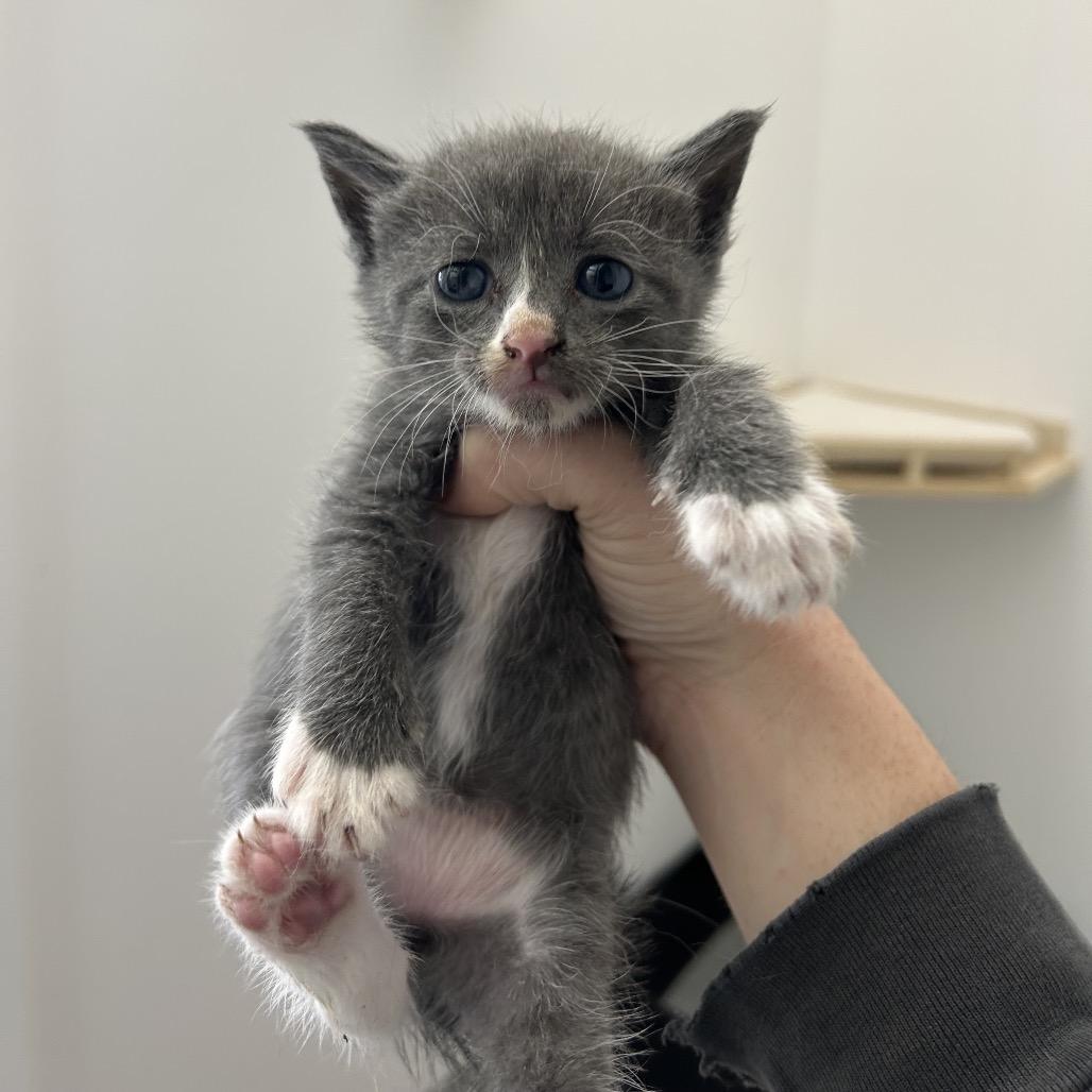 Ghost, a Adoptable Domestic Short Hair in St. Louis, MO image 2/4