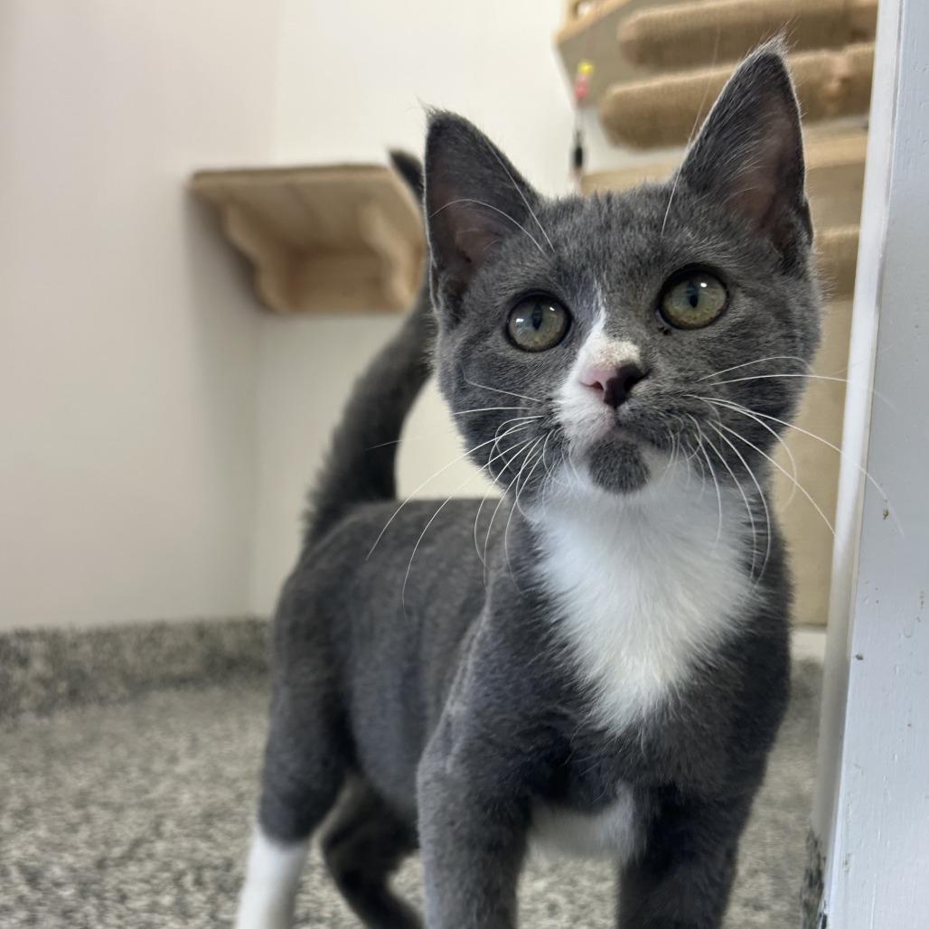 Ghost, a Adoptable Domestic Short Hair in St. Louis, MO image 4/6